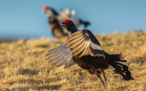 Il destino del gallo forcello è segnato, colpa del mondo della caccia