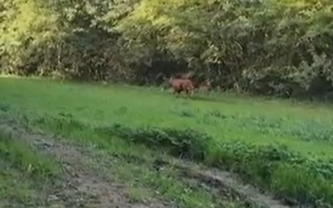 Toro in fuga, migliaia di firme raccolte dalla petizione dell’Enpa