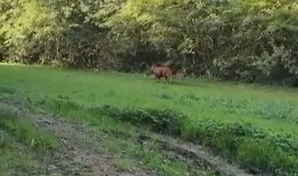 Toro in fuga, migliaia di firme raccolte dalla petizione dell’Enpa