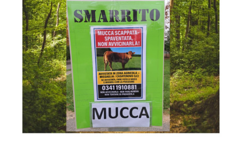 Il toro-mucca è meglio di un brand