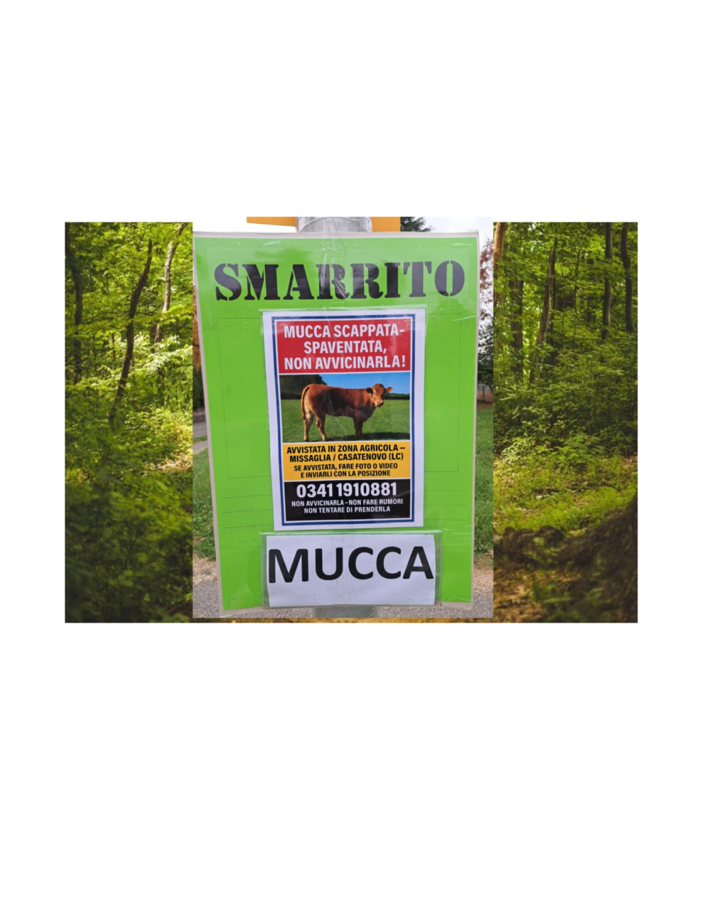 Il toro-mucca è meglio di un brand