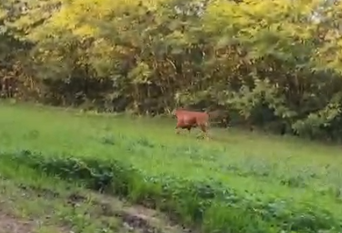 Il toro in fuga è una mucca… ed è stata adottata. Ma non ancora catturata