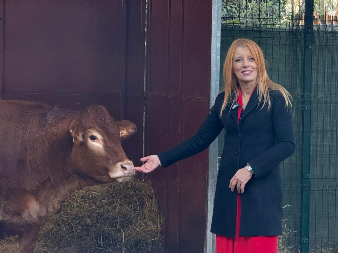 Dopo settimane di ricerche la mucca in fuga si è… costituita. Brambilla: “Promessa mantenuta”