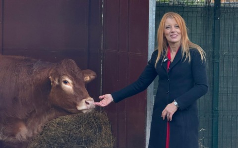 Dopo settimane di ricerche la mucca in fuga si è… costituita. Brambilla: “Promessa mantenuta”