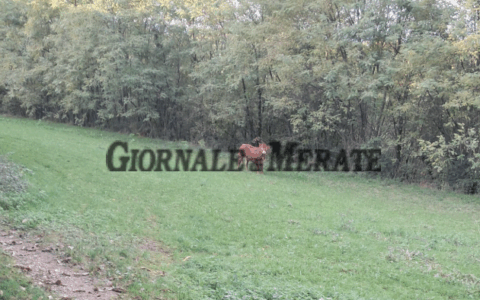 La fuga della mucca ha le ore contate, oggi prevista la cattura