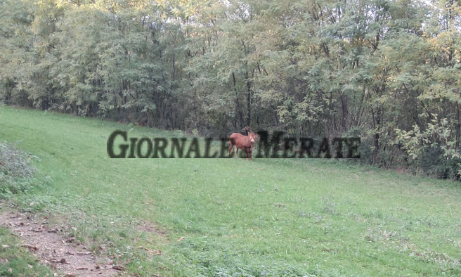 Mucca in fuga, l’On. Brambilla: “E’ viva, sappiamo dov’è e la recupereremo”