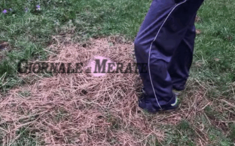 Mucca in fuga, parla l’anziano che la nutre: “Pericolosa? Balle… Non fa male a nessuno”