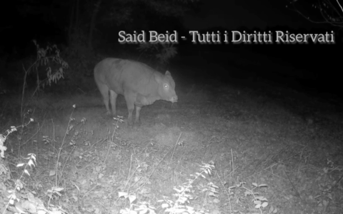 La mucca in fuga è stata avvistata di nuovo VIDEO