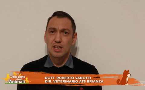 Mucca in fuga, per Ats Brianza la fama in tv vale più dell’interesse pubblico?