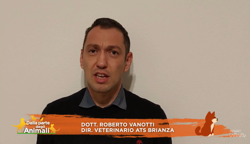 Mucca in fuga, per Ats Brianza la fama in tv vale più dell’interesse pubblico?