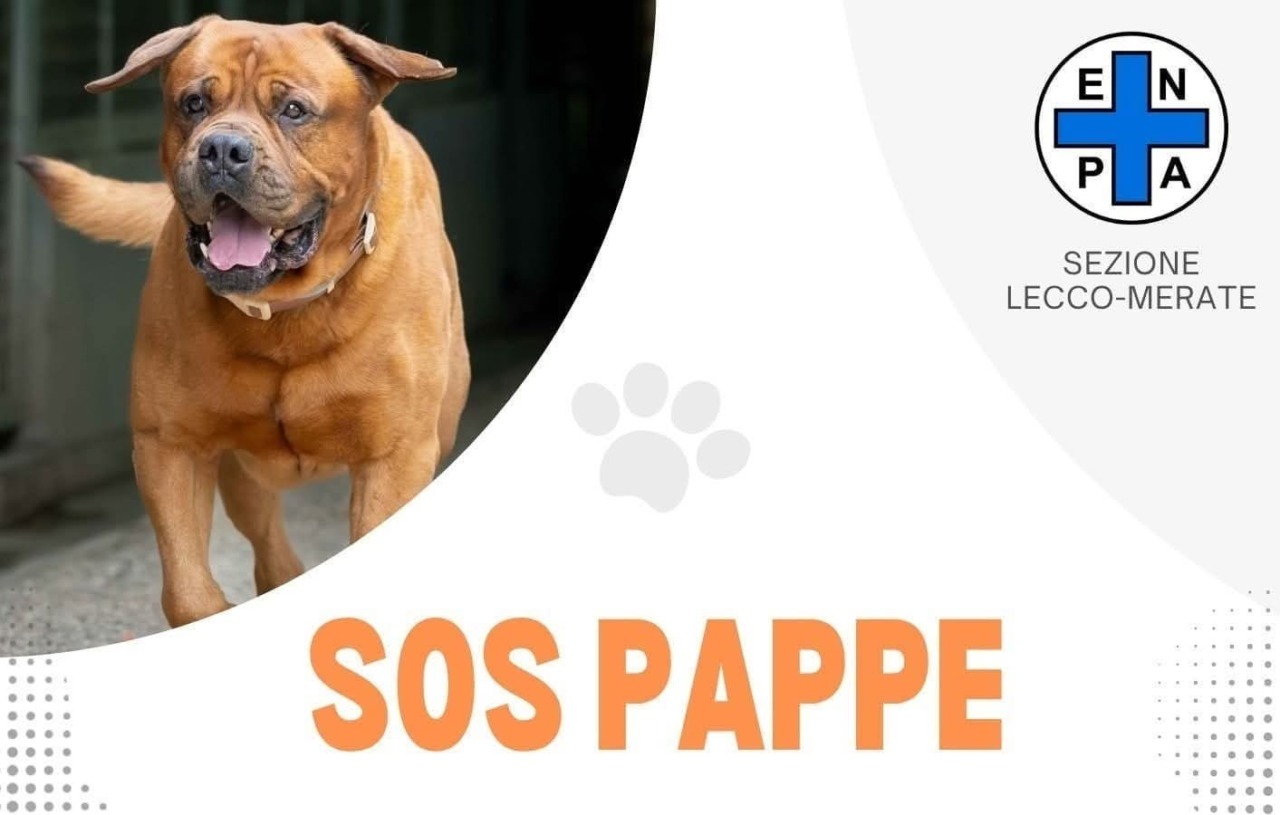 Sos pappe al Canile di Merate: anche “Brivio che dona” sostiene l’Enpa