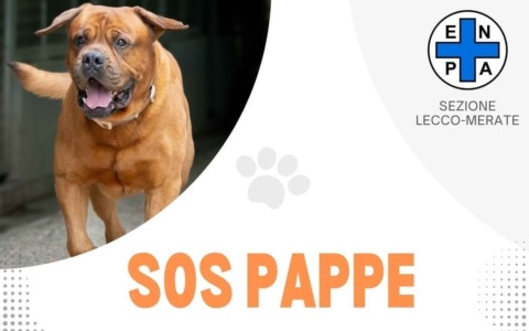 Sos pappe al Canile di Merate: anche “Brivio che dona” sostiene l’Enpa