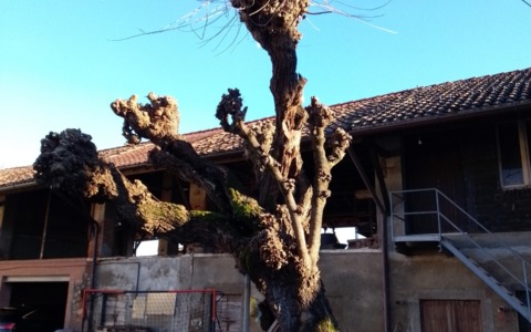 Gelso di Rogoredo: i cittadini “interrogano” il Comune sulla cura del verde