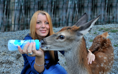 Grandi risultati per la Legge Brambilla: centinaia di denunce
