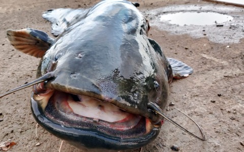 Parco Valle del Lambro in prima linea per il contenimento del pesce siluro