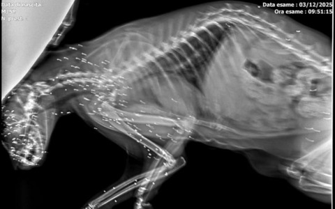 Orrore in paese, sparano volontariamente ad un gatto e lo accecano