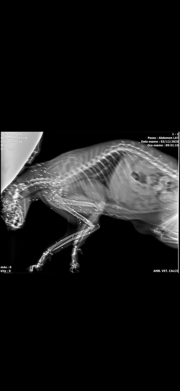 Orrore in paese, sparano volontariamente ad un gatto e lo accecano