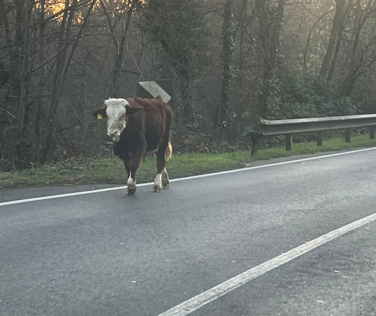 Dopo la mucca ora in fuga c’è un vitello