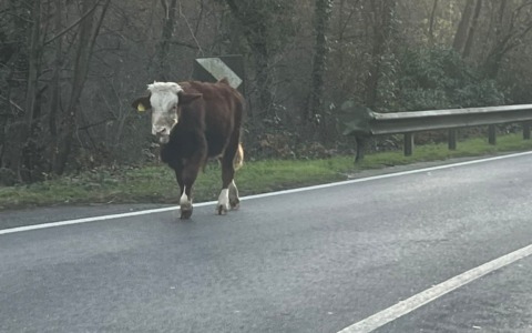 Dopo la mucca ora in fuga c’è un vitello