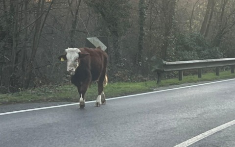 Non è ancora stato recuperato il vitello in fuga avvistato a Montevecchia