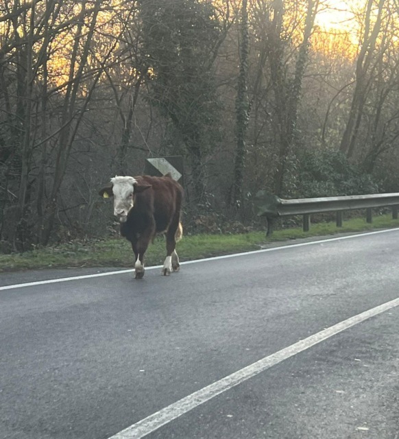 Non è ancora stato recuperato il vitello in fuga avvistato a Montevecchia