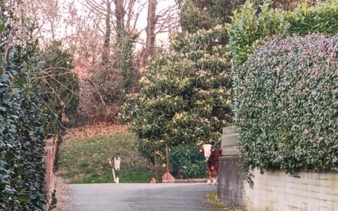 Recuperato nei giorni scorsi il vitello in fuga per la libertà