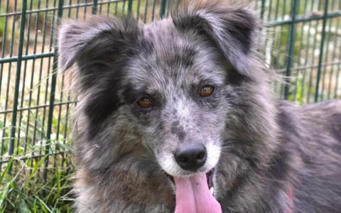 Prima sequestrata e poi riconsegnata al proprietario: è battaglia per la cagnolina Zara