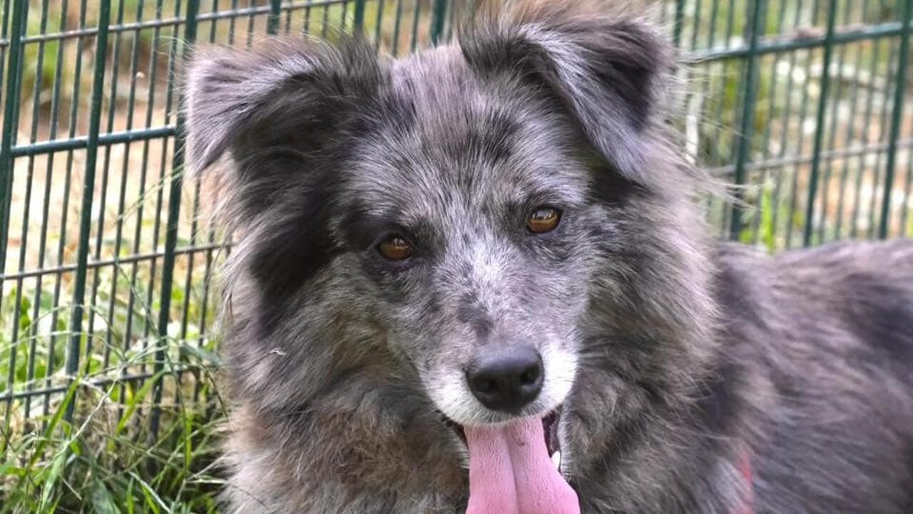 Prima sequestrata e poi riconsegnata al proprietario: è battaglia per la cagnolina Zara