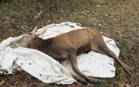 Liberato nei boschi il cervo che vagava terrorizzato dai botti