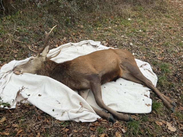 Liberato nei boschi il cervo che vagava terrorizzato dai botti