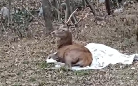 Terrorizzato dai botti, cervo salvato dal Cras “Stella del Nord”
