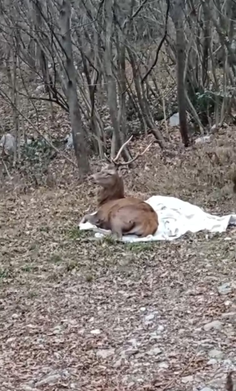 Terrorizzato dai botti, cervo salvato dal Cras “Stella del Nord”
