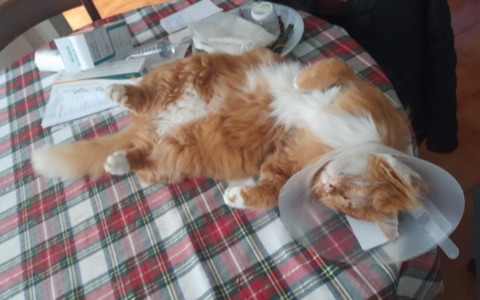 Gattino preso a fucilate da un cacciatore: ha perso un occhio