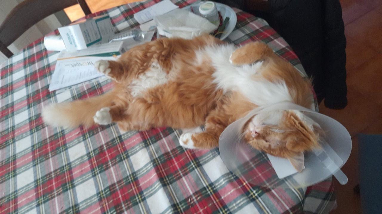 Gattino preso a fucilate da un cacciatore: ha perso un occhio