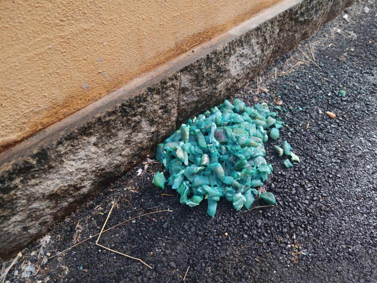 Merate, Enpa avverte: “Possibile presenza di esche avvelenate in via Verdi”