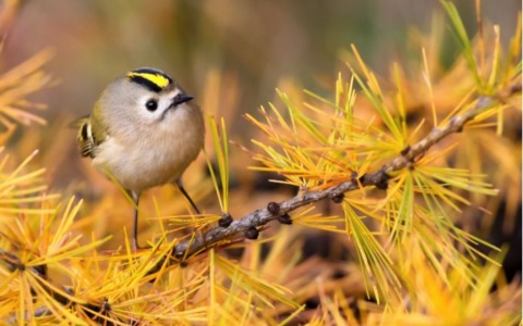 “Incontri in natura”: a Cernusco la mostra del Fotogruppo Effeotto