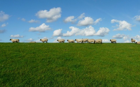 Oggi passa la transumanza delle pecore: ecco dove e a che ora