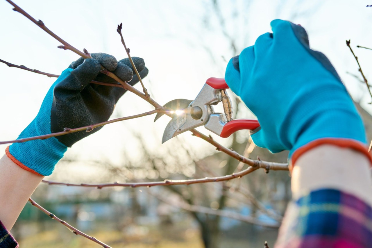 Corso sulle tecniche di potatura di alberi da frutto a Cascina Rapello