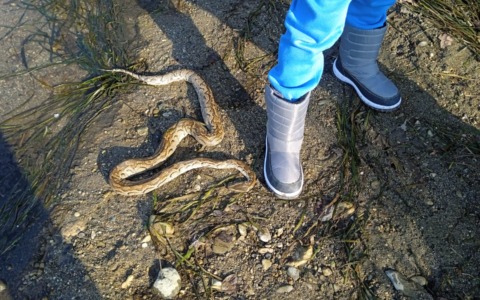 Serpente esotico emerge dalle acque del fiume Adda