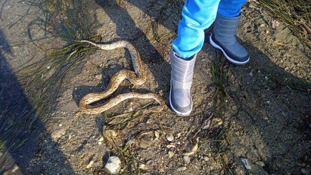 Serpente esotico emerge dalle acque del fiume Adda