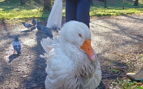 Reginaldo è sano e salvo: dopo il “rapimento” è tornato a casa nel suo laghetto