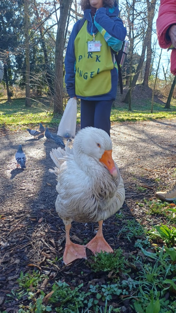 Reginaldo è sano e salvo: dopo il “rapimento” è tornato a casa nel suo laghetto