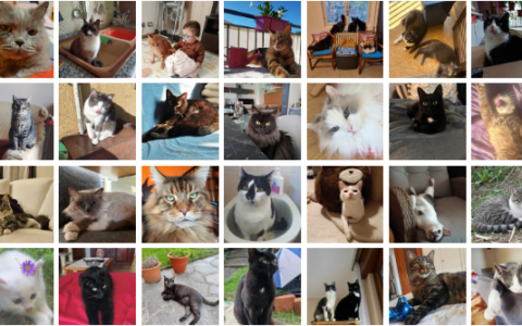 Festa del gatto 2026, ecco le foto che ci hanno inviato i nostri lettori