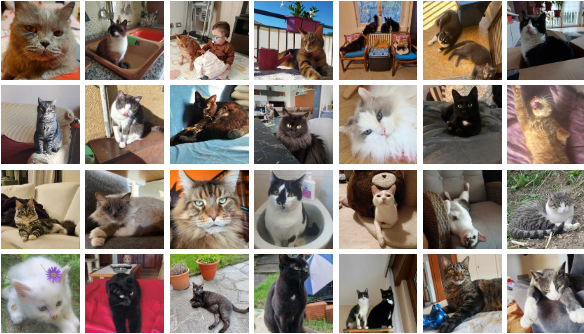 Festa del gatto 2026, ecco le foto che ci hanno inviato i nostri lettori