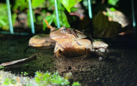 Nel territorio del Parco del Curone salvati più di 2.500 anfibi