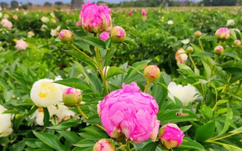 Tra i filari in fiore: apre il campo delle peonie da raccogliere