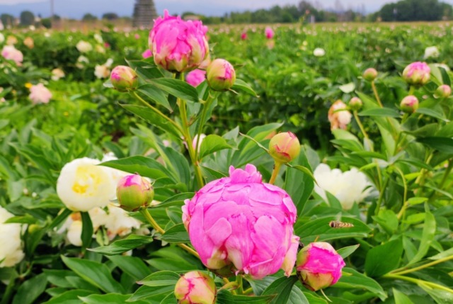 Tra i filari in fiore: apre il campo delle peonie da raccogliere