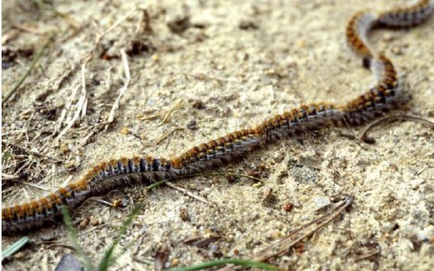 Allarme processionaria al parco giochi: “Fate attenzione!”