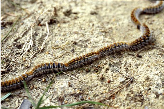 Allarme processionaria al parco giochi: “Fate attenzione!”