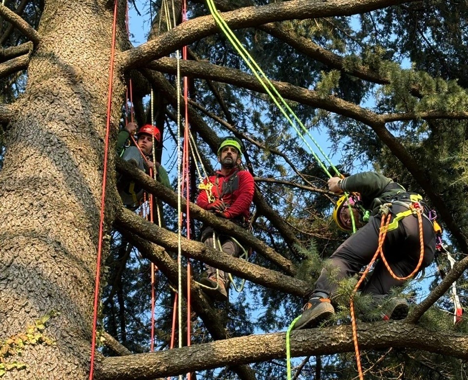 Nuova edizione del corso di tree-climbing a Monticello Brianza